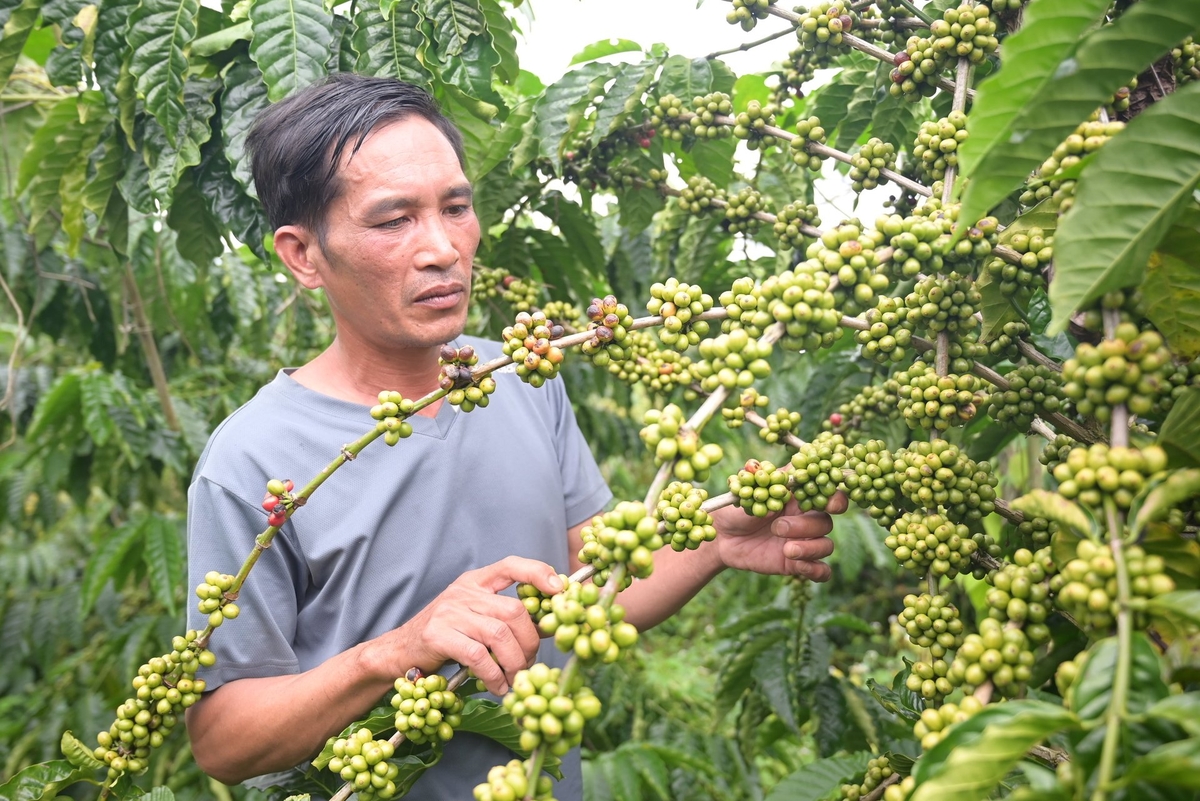 Người dân phân khởi khi vườn cà phê của gia đình tăng năng suất gấp đôi so với trươc khi được ghép giống mới từ Đoàn Kinh tế - Quốc phòng xã Quảng Sơn. Ảnh: Phạm Hoài.