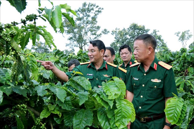 Thượng t&aacute; L&ecirc; Trung Th&agrave;nh, Gi&aacute;m đốc C&ocirc;ng ty C&agrave; ph&ecirc; 15 giới thiệu với Thủ trưởng Bộ Tư lệnh Qu&acirc;n khu 5 về m&ocirc; h&igrave;nh &ldquo;C&aacute;nh đồng mẫu lớn c&agrave; ph&ecirc;&rdquo; của đơn vị. &nbsp;