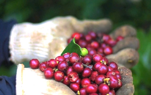 Theo Thượng t&aacute; L&ecirc; Trung Th&agrave;nh, chiến lược d&agrave;i hạn của đơn vị kh&ocirc;ng đ&aacute;nh đổi m&ocirc;i trường v&agrave; lợi &iacute;ch cộng đồng để lấy th&agrave;nh quả trước mắt m&agrave; hướng tới x&acirc;y dựng thương hiệu bền vững cho c&agrave; ph&ecirc; người l&iacute;nh.