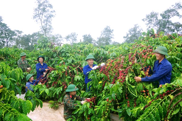 Củng cố “thế trận lòng dân” ở cơ sở- Mô hình cần nhân rộng từ Công ty cà phê 15 - Ảnh 1