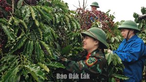 DOANH NGHIỆP CÀ PHÊ ĐẦU TIÊN TẠI ĐẮK LẮK ĐẠT CHỨNG NHẬN HỮU CƠ CỦA HOA KỲ VÀ EU