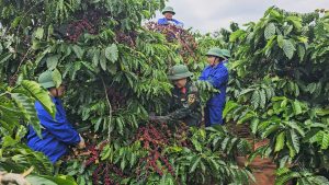 BƯỚC TIẾN MỚI CỦA CÔNG TY CÀ PHÊ 15